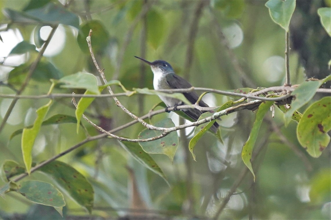 Azure-crowned Hummingbird - ML349088331