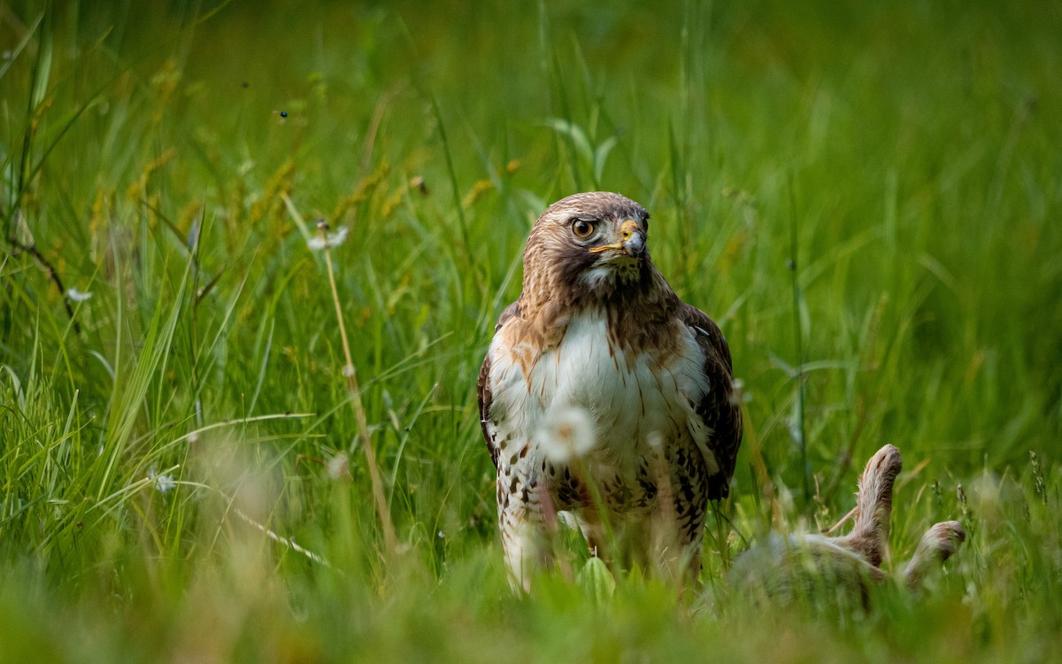 Red-tailed Hawk - Anne Esbenshade
