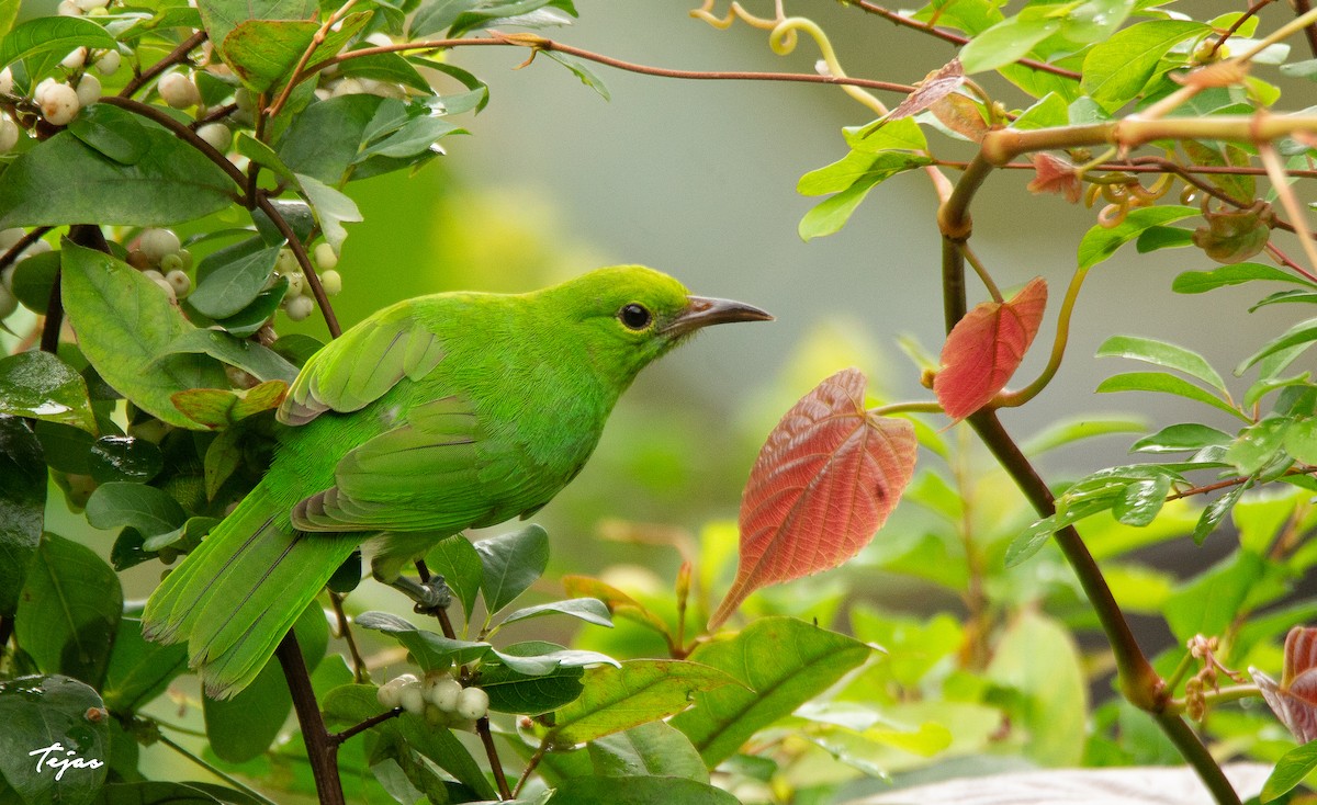 Golden-fronted Leafbird - tejas k rao