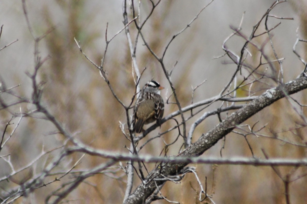 White-crowned Sparrow (Dark-lored) - Sam Manning