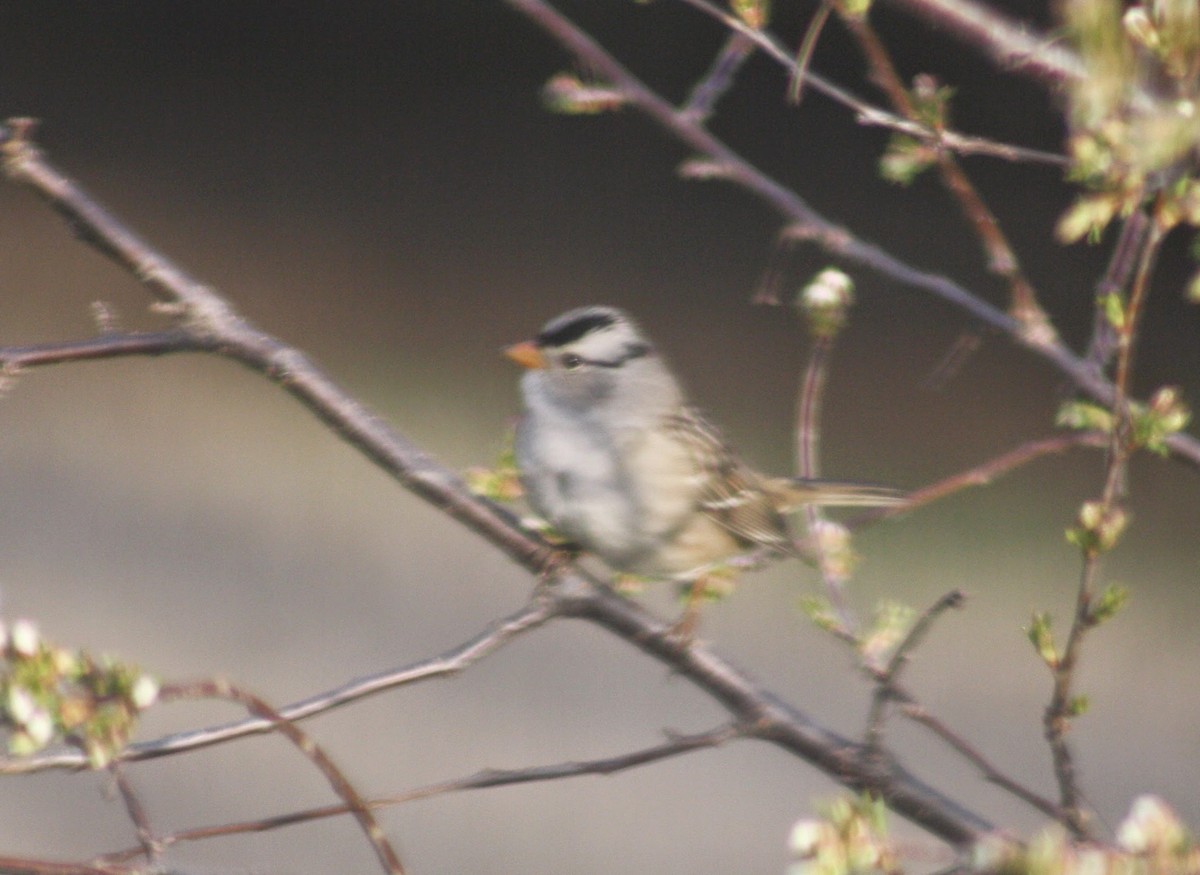 eBird Checklist - 2 May 2013 - My Yard [approximate location, 1996 to ...