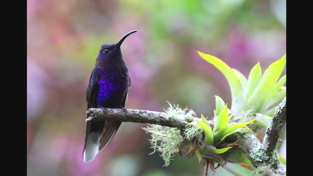 kolibřík fialkový - ML349101031