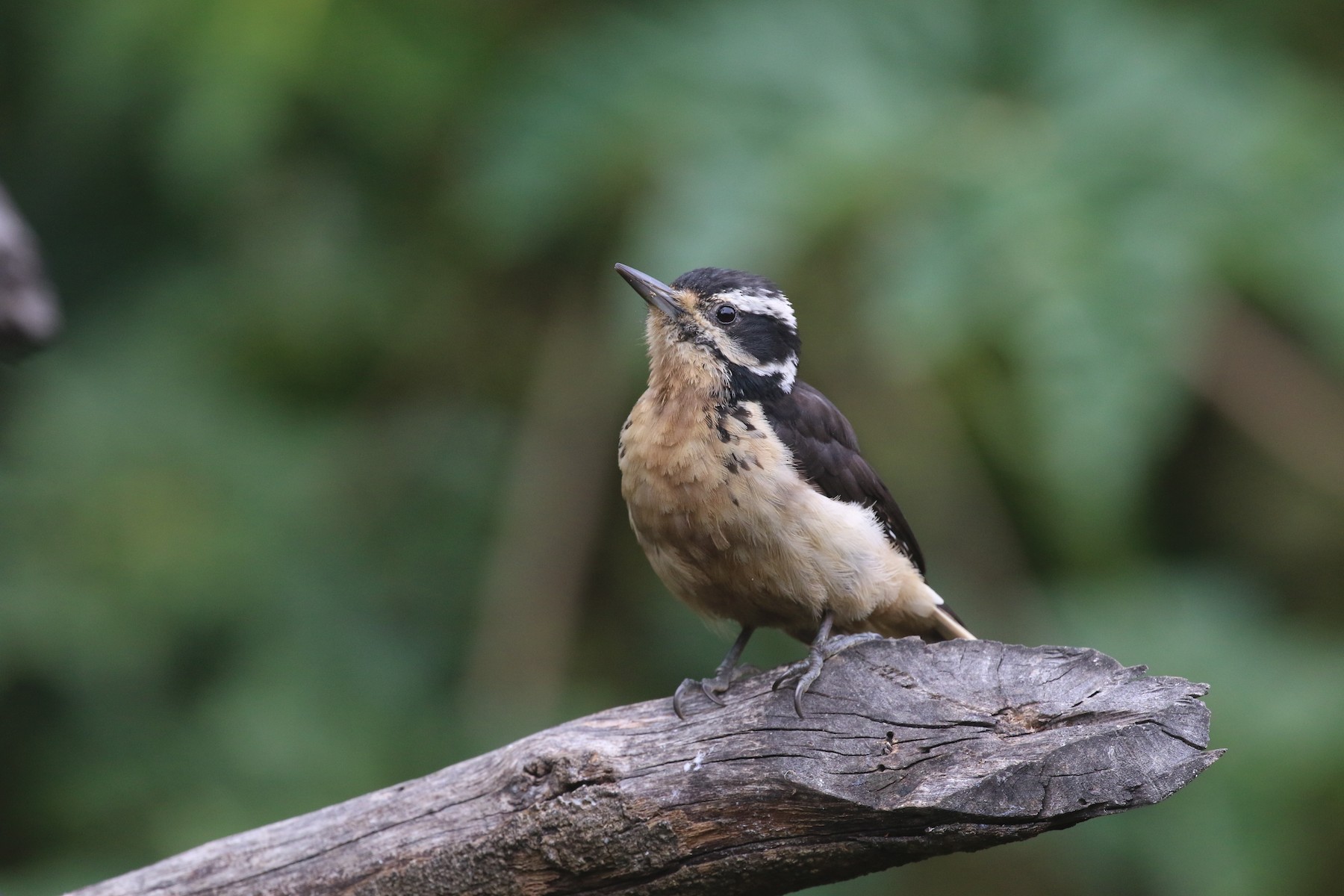 Волосатый дятел (extimus) - eBird