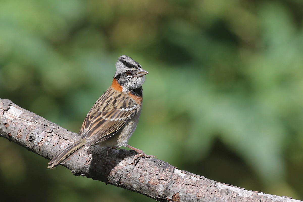 Rufous-collared Sparrow - ML349101221