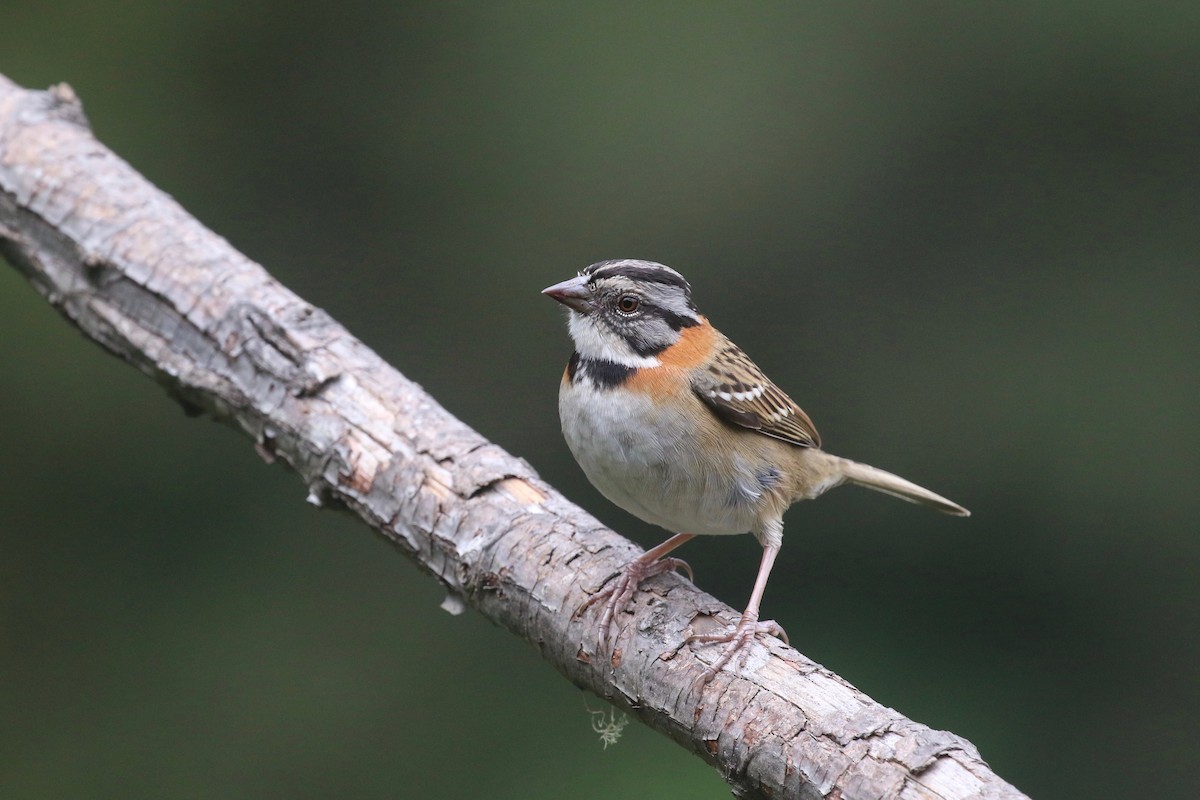 Rufous-collared Sparrow - Ezra Staengl