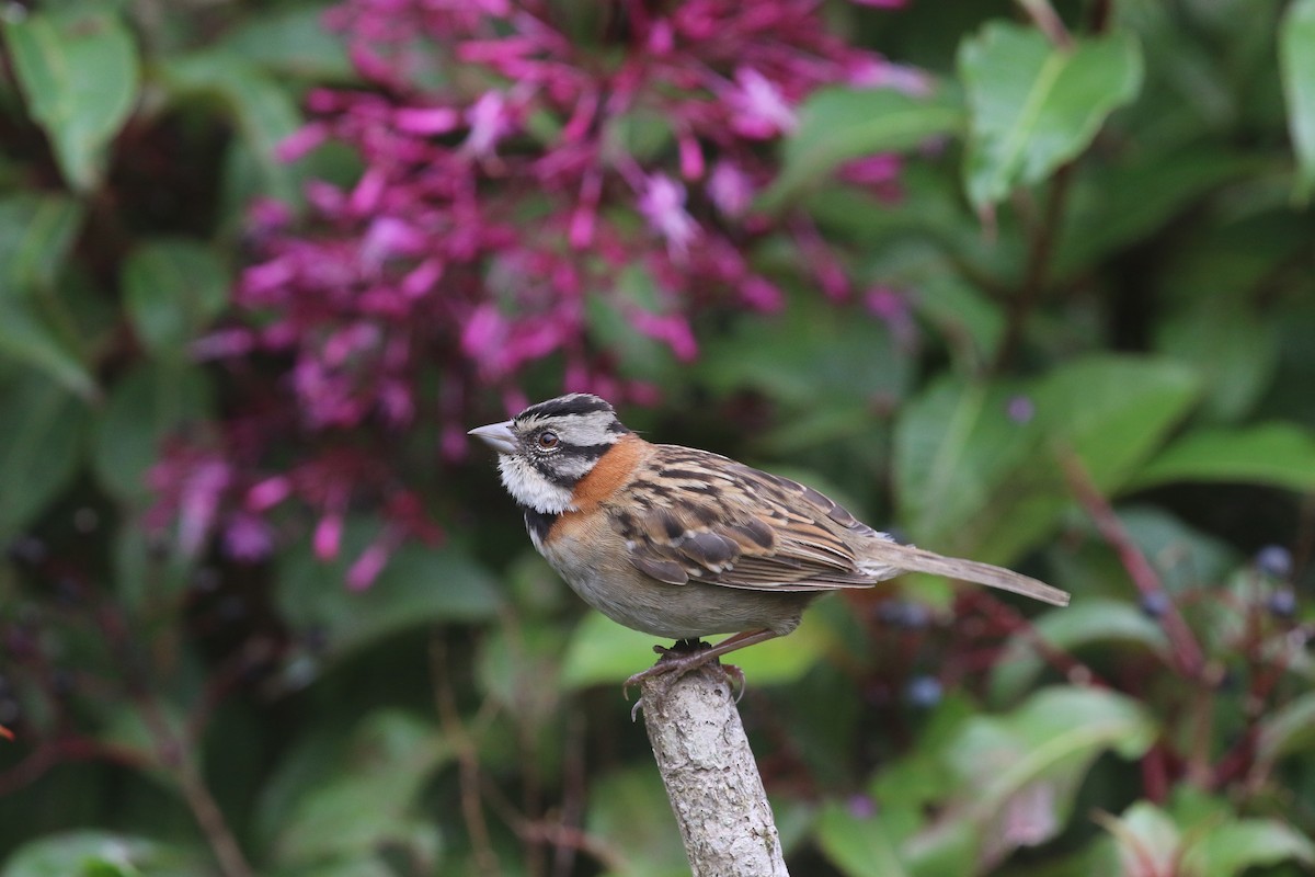 Rufous-collared Sparrow - ML349101281
