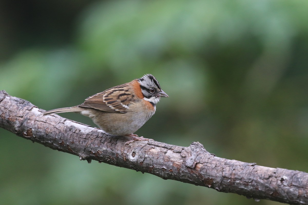 Rufous-collared Sparrow - ML349101291