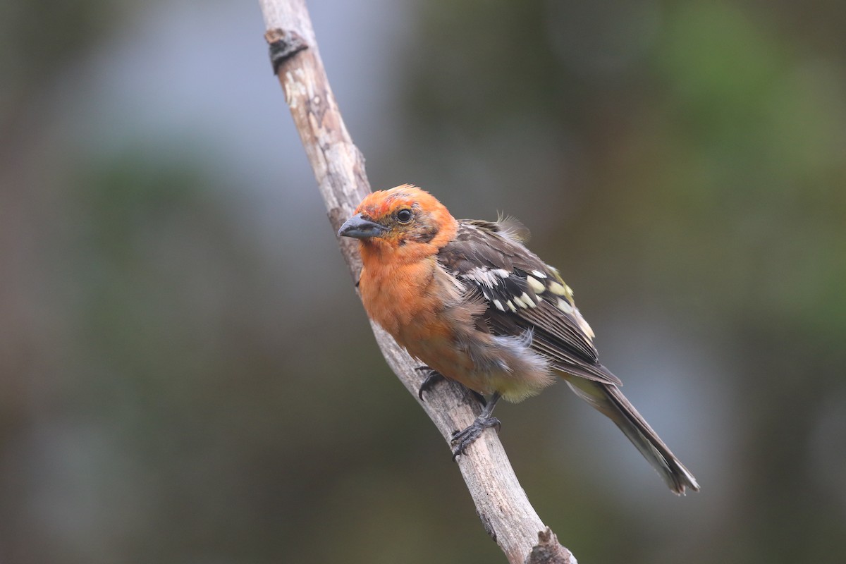 Flame-colored Tanager - Ezra Staengl