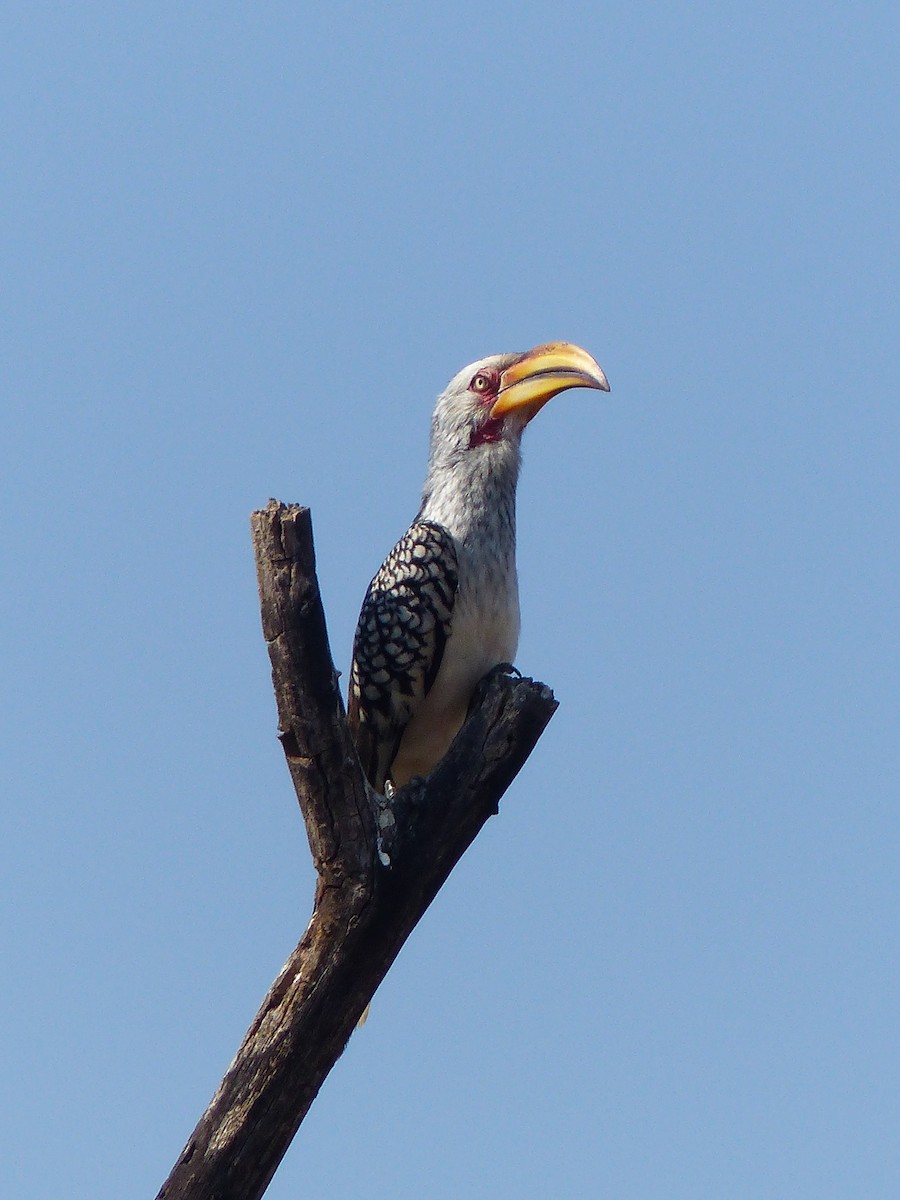 Southern Yellow-billed Hornbill - Paul Evans
