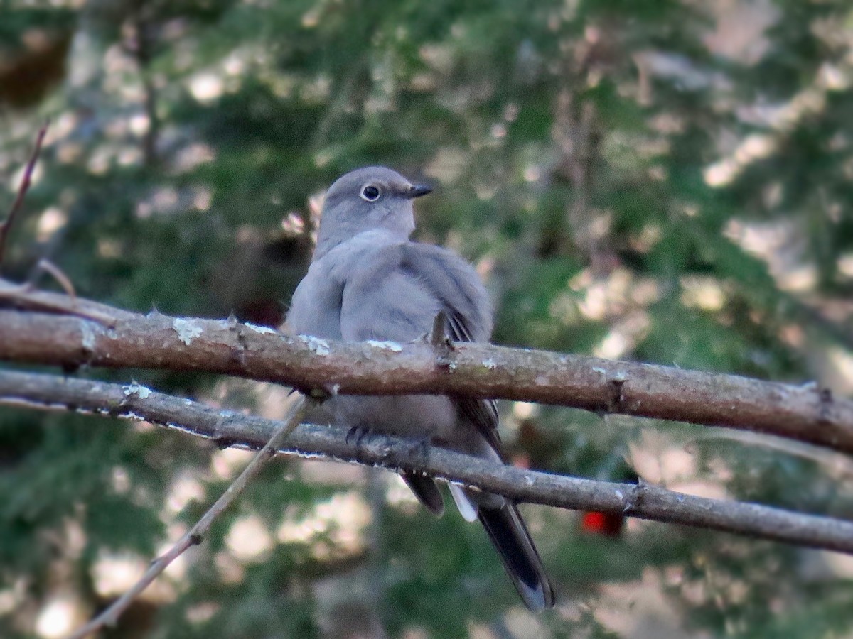 Townsend's Solitaire - ML349107001