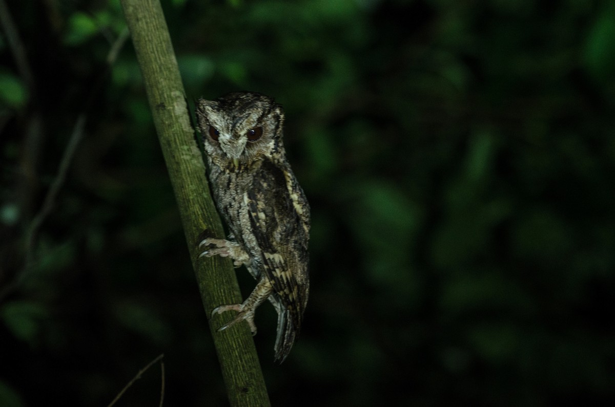 Collared Scops-Owl - ely what