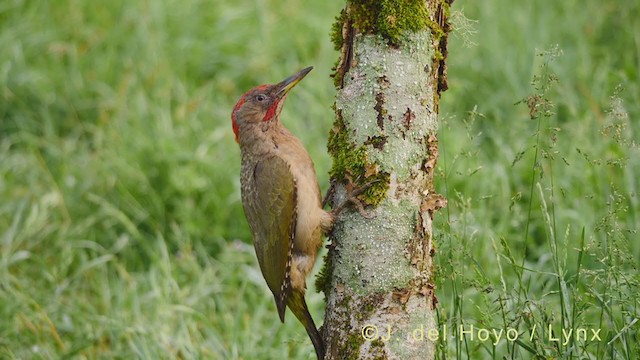 Iberian Green Woodpecker - ML349111541