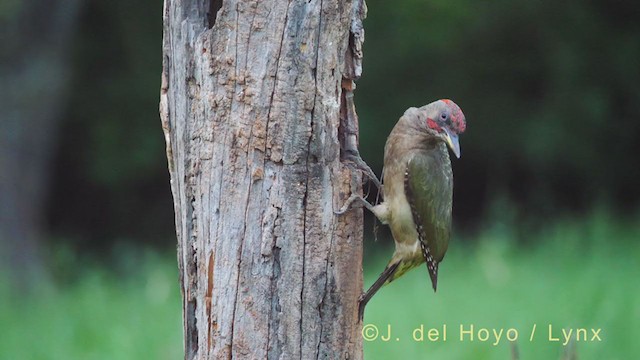 Iberian Green Woodpecker - ML349111711