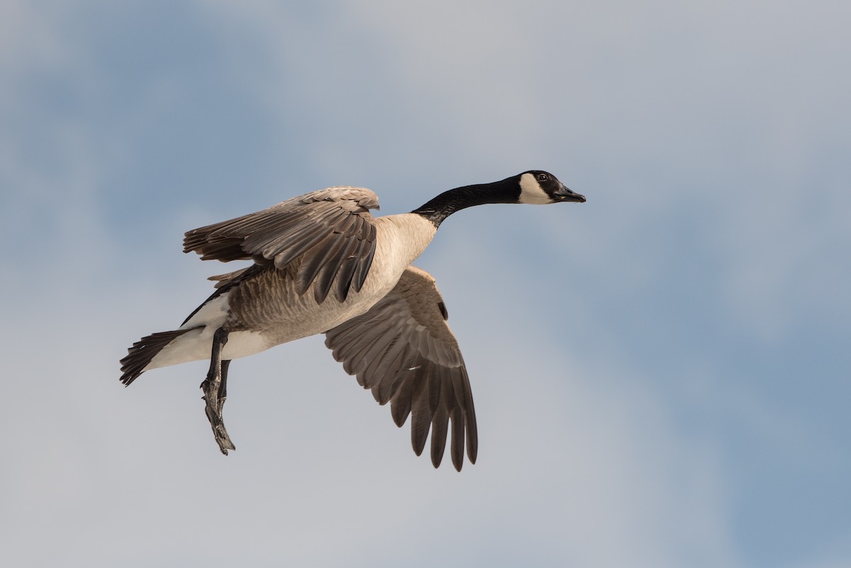 Canada Goose - Jeff Langford