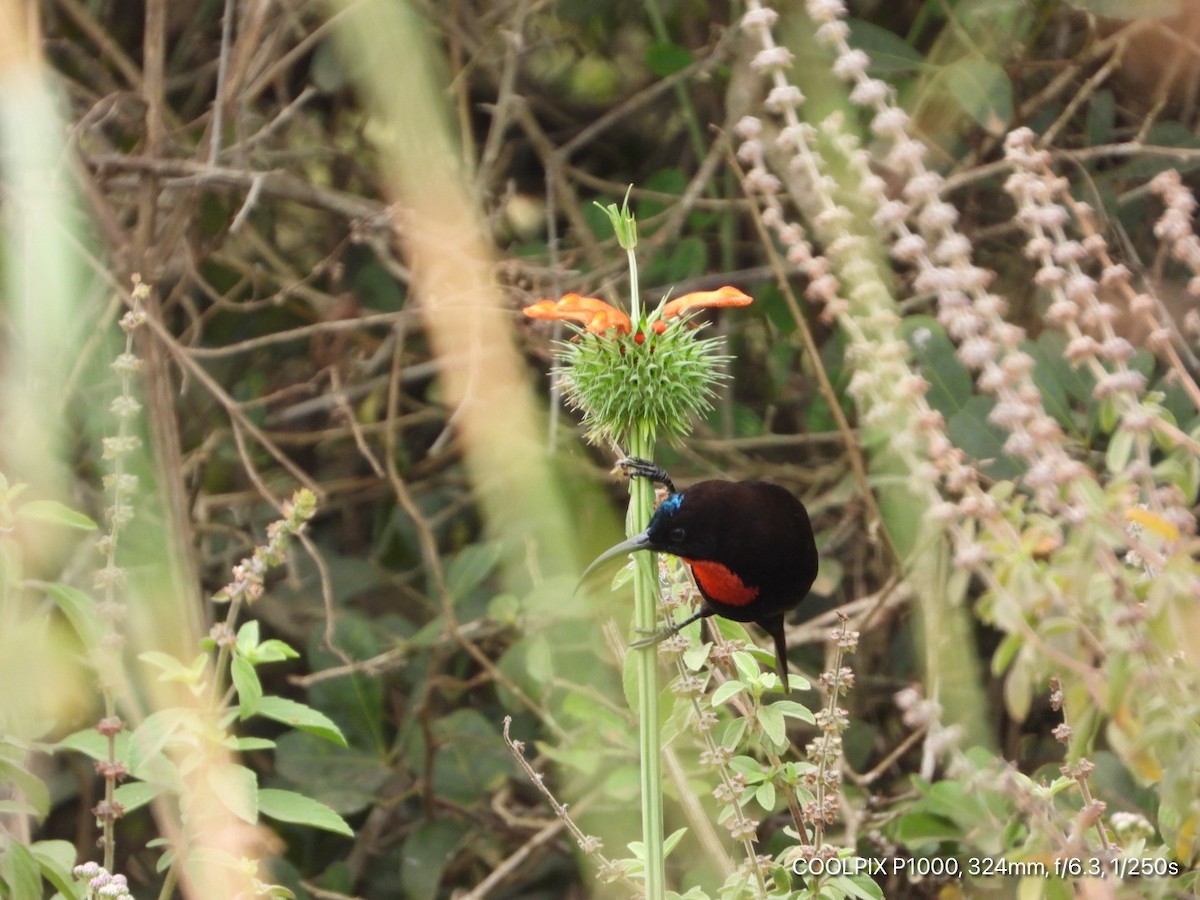 Scarlet-chested Sunbird - Victor Ikawa