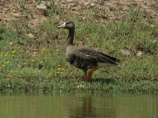 Greater White-fronted Goose, ML34911301