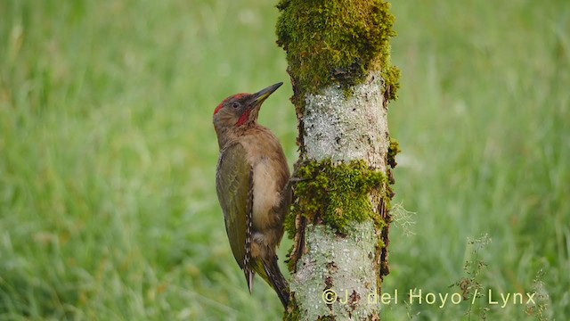 Iberian Green Woodpecker - ML349114341