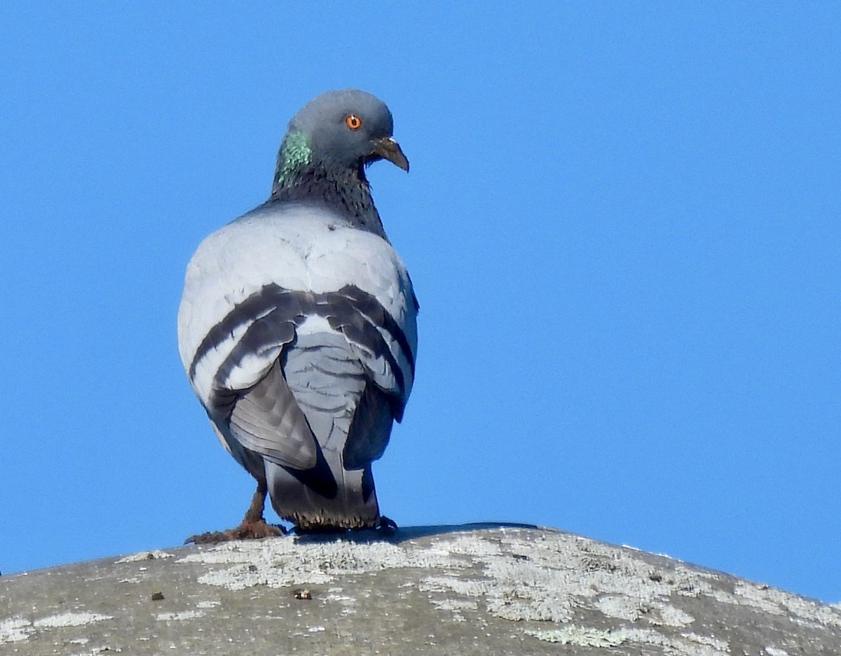 Rock Pigeon (Feral Pigeon) - ML349118201
