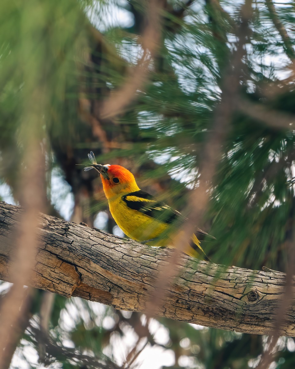 Western Tanager - Seb H