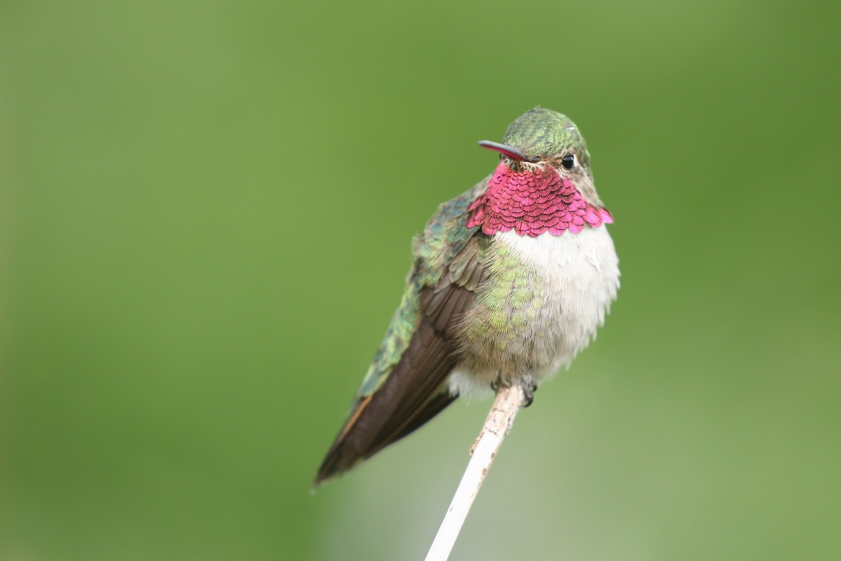Broad-tailed Hummingbird - ML349133261