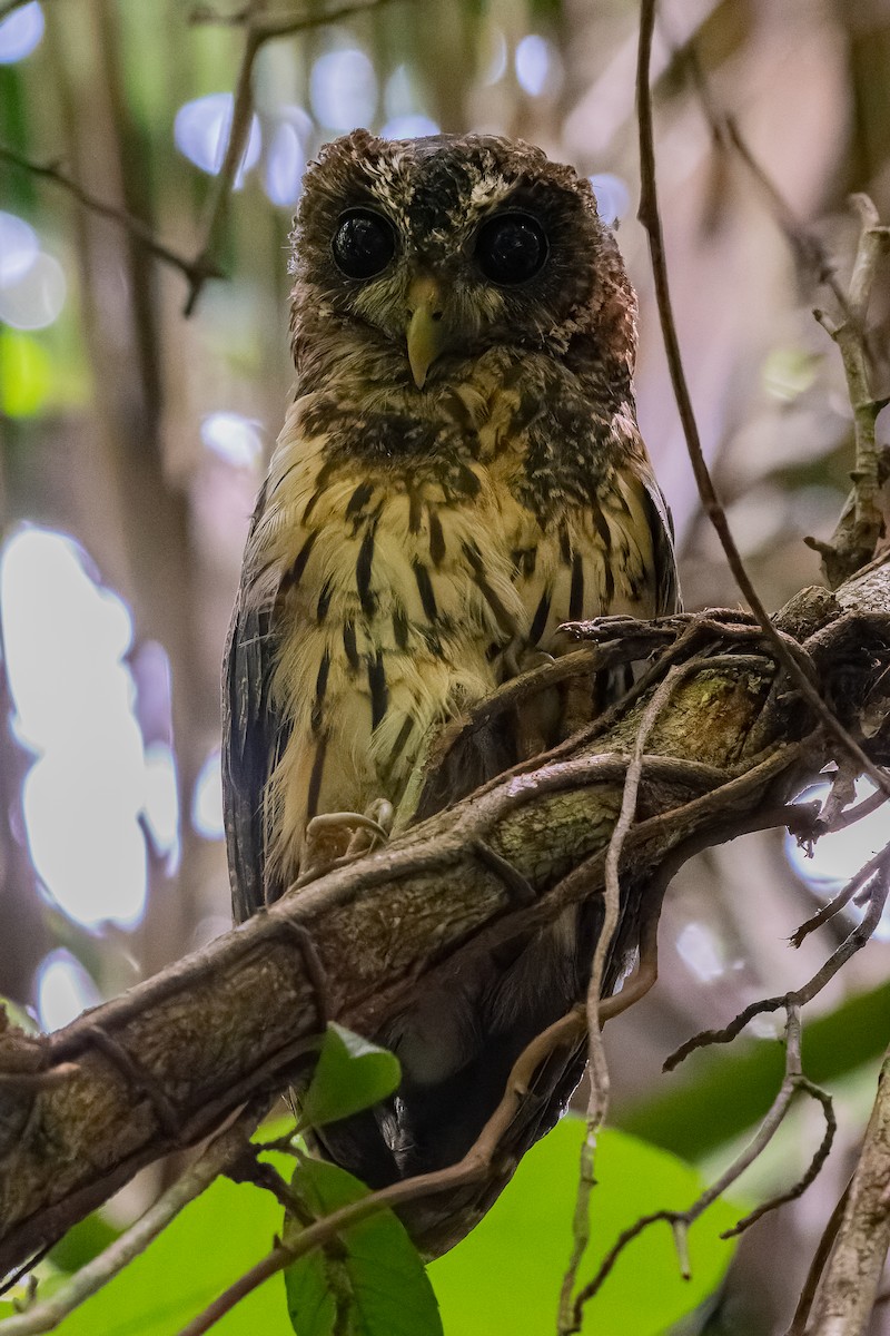 Mottled Owl - William Hemstrom