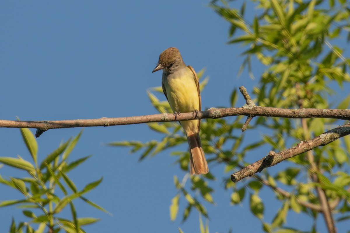 Great Crested Flycatcher - ML349145921