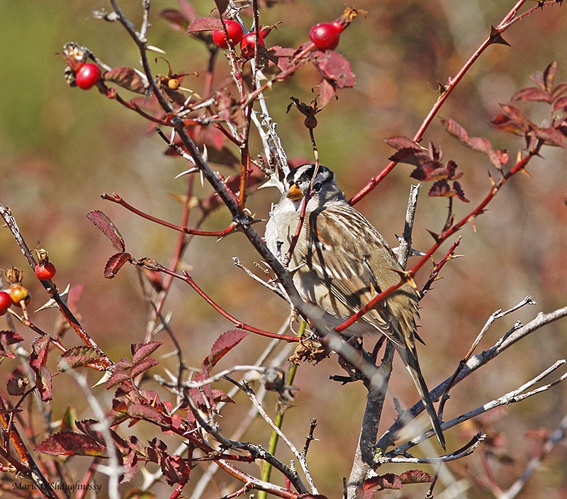 White-crowned Sparrow - Marie O'Shaughnessy