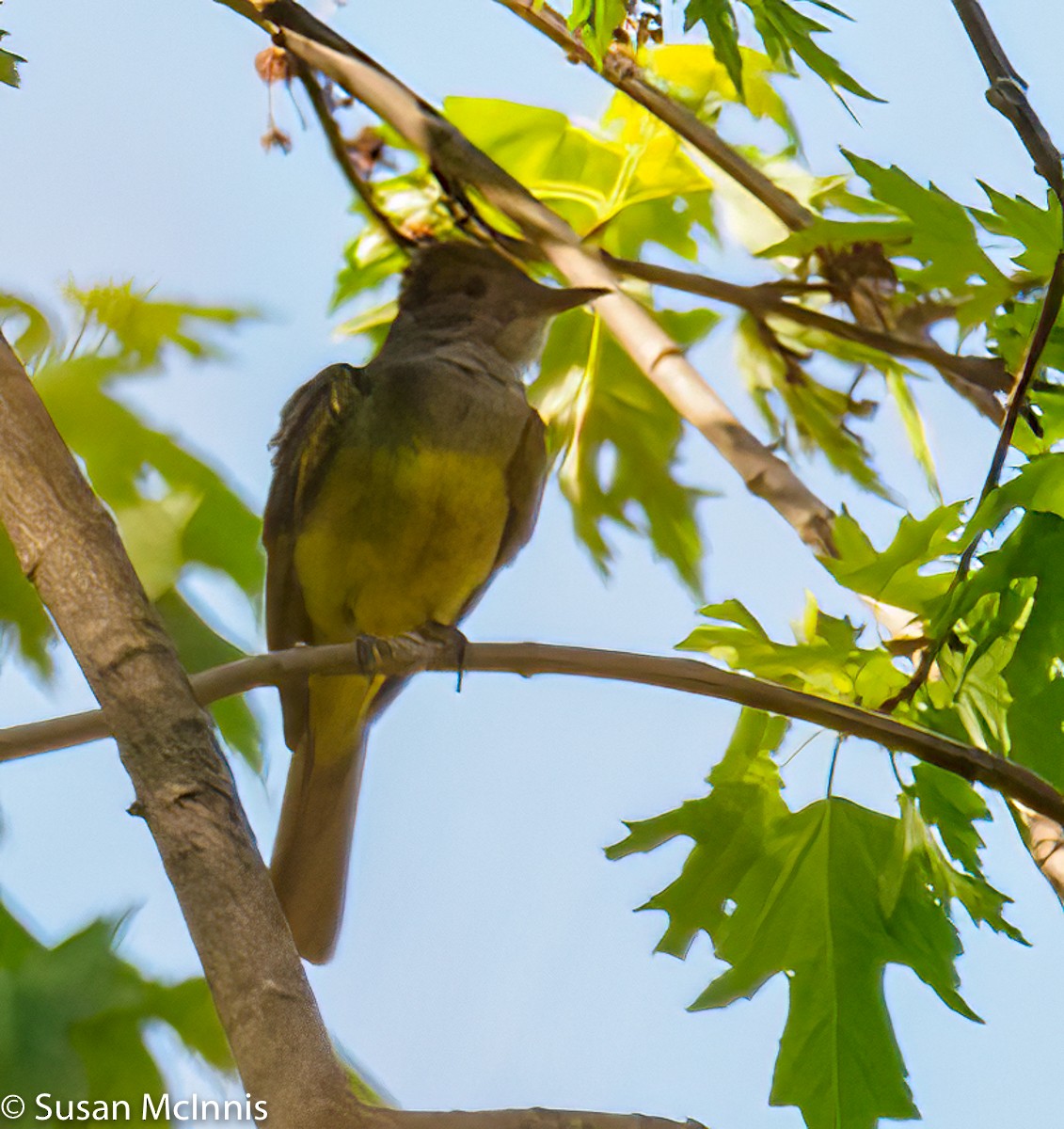 Great Crested Flycatcher - Susan Mac
