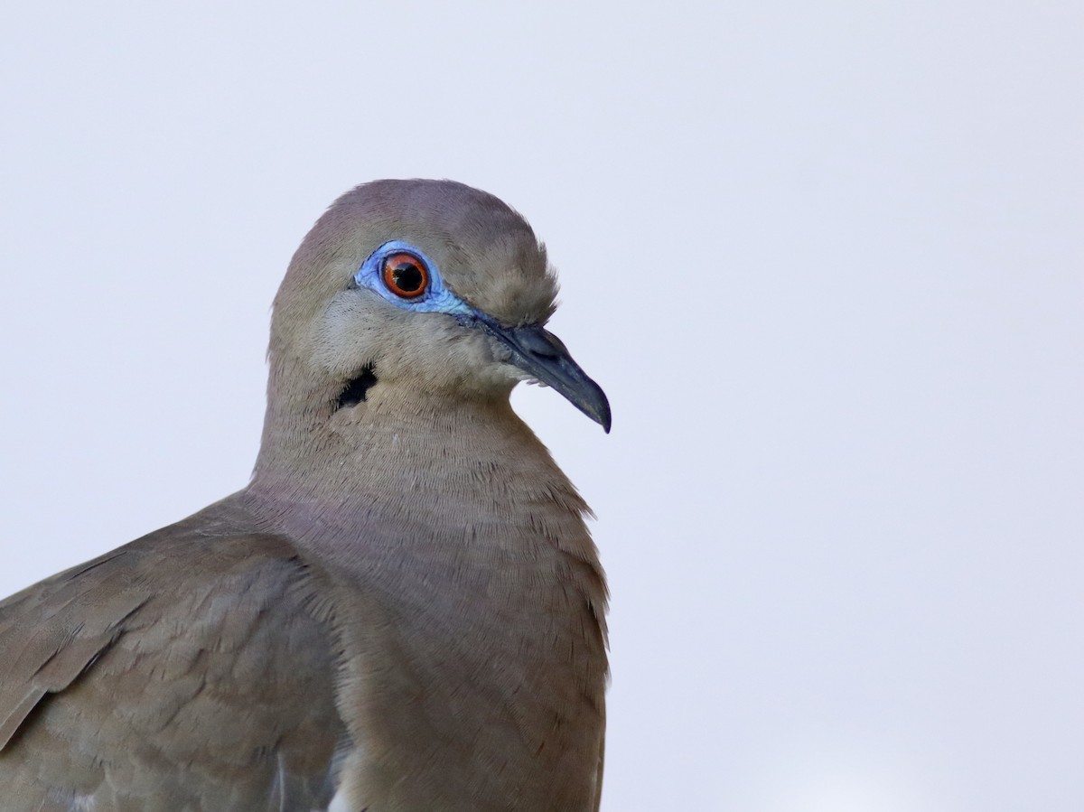 White-winged Dove - Theo Staengl