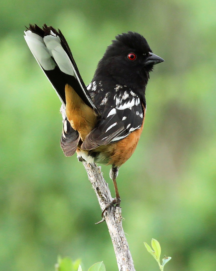 Spotted Towhee - ML349160061
