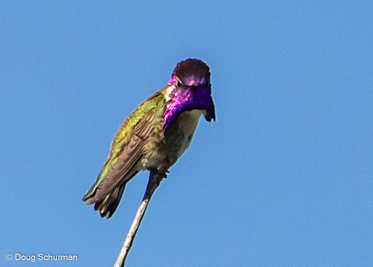 Costa's Hummingbird - ML349161321