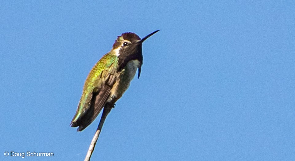 Costa's Hummingbird - ML349161331