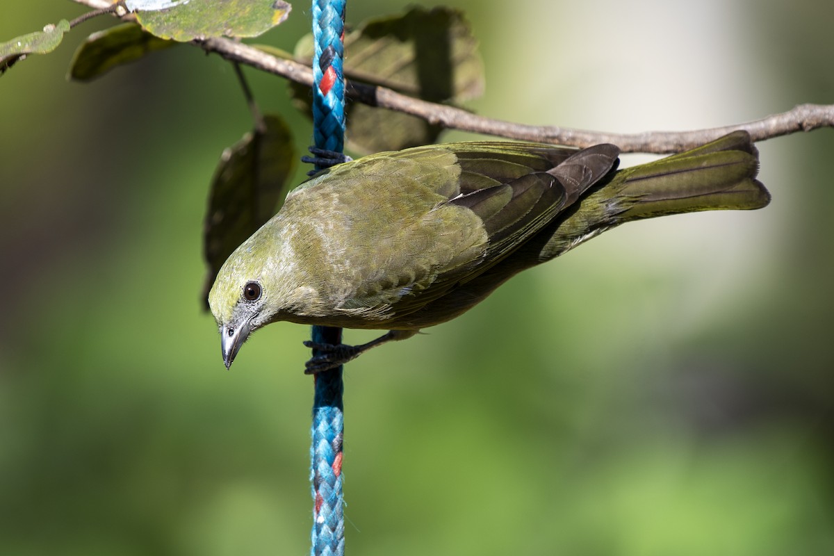 Palm Tanager - ML349162561