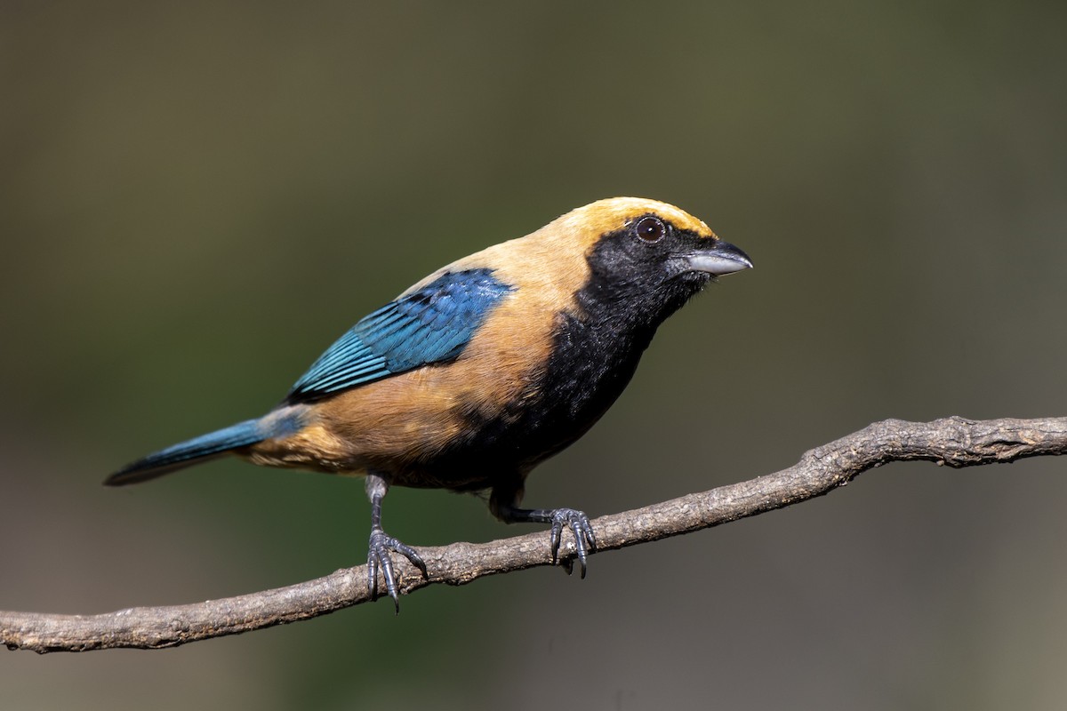 Burnished-buff Tanager - ML349162821
