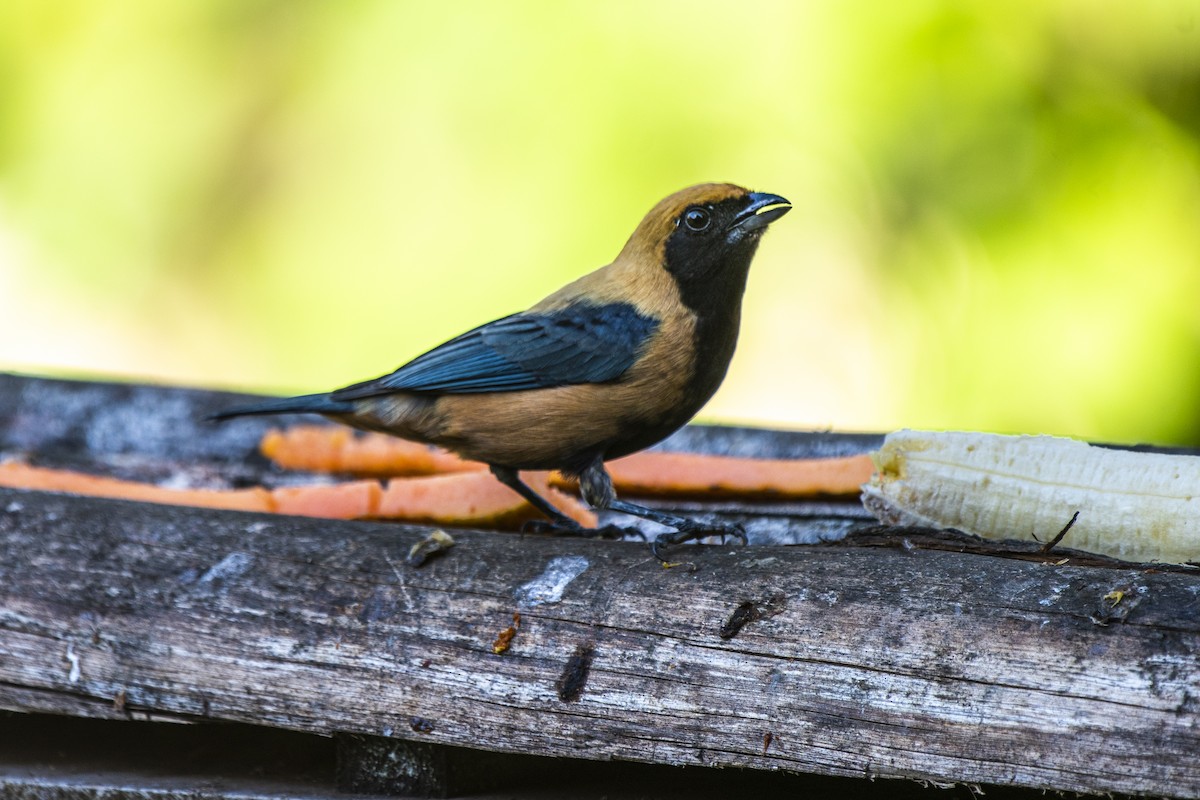 Burnished-buff Tanager - ML349162891