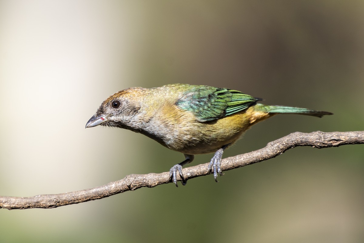 Burnished-buff Tanager - ML349162911