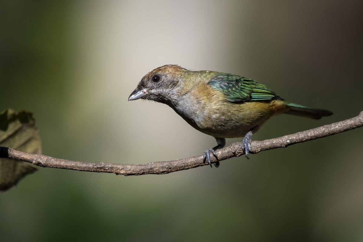Burnished-buff Tanager - ML349162931