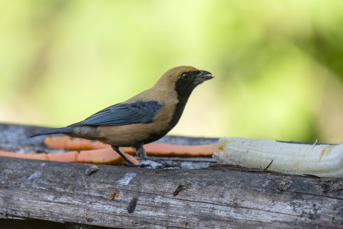 Burnished-buff Tanager - ML349162951