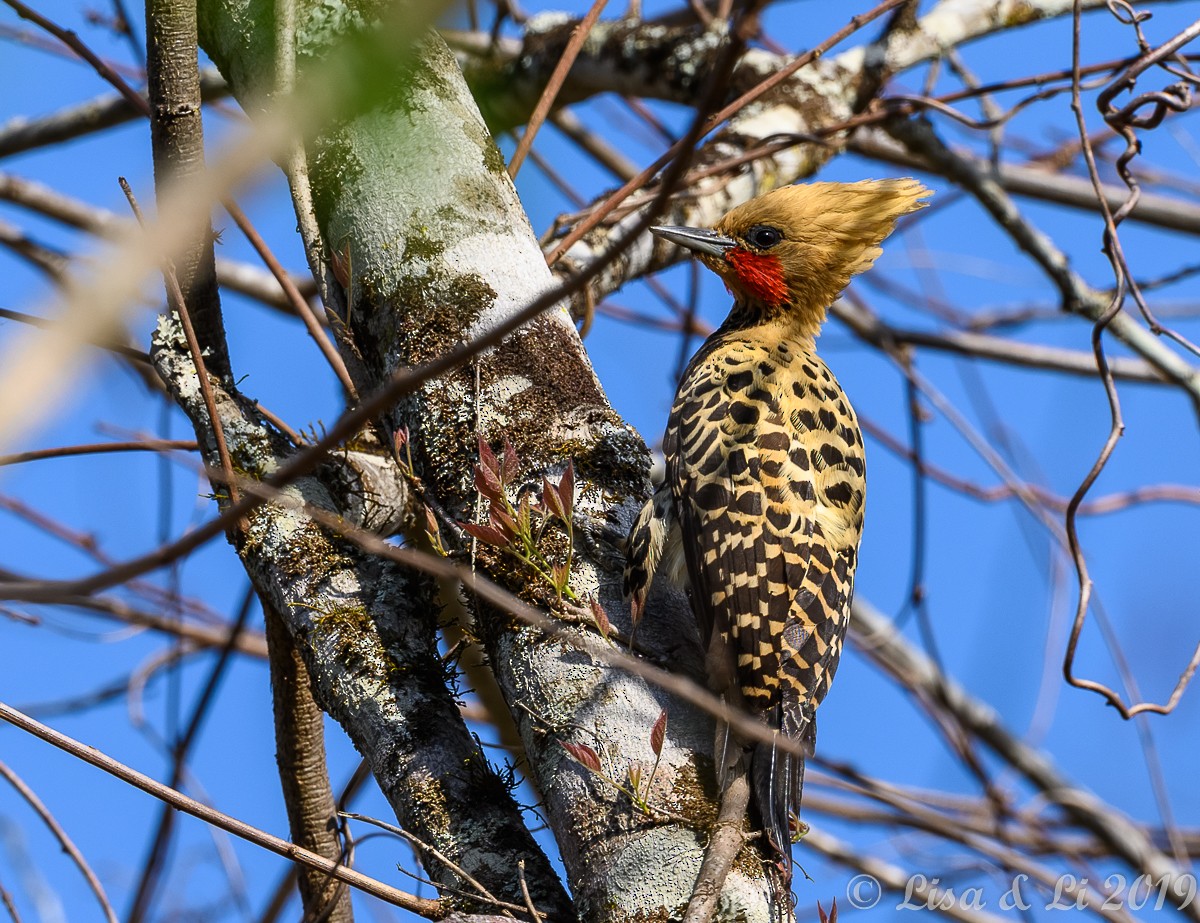 Ochre-backed Woodpecker - ML349163931