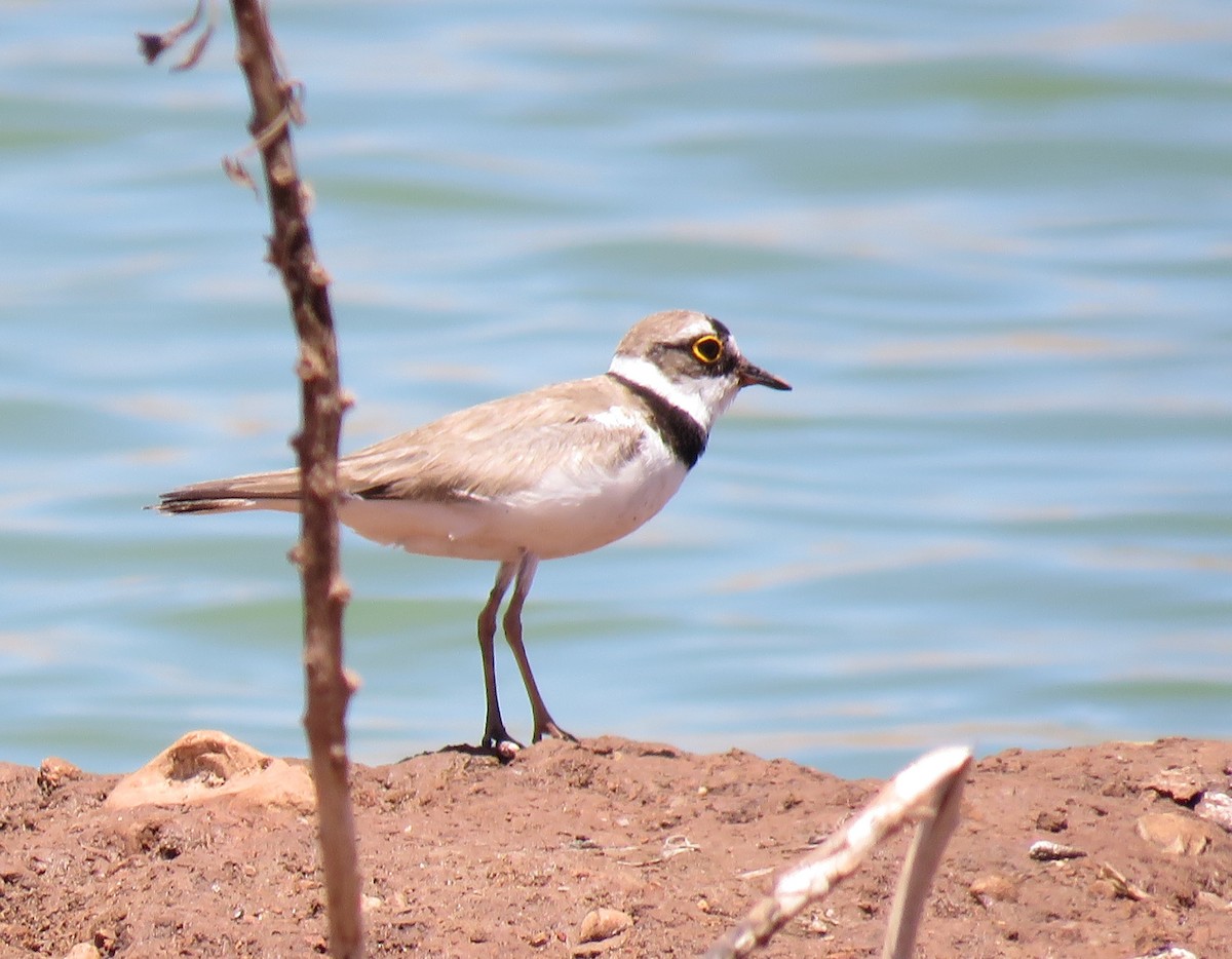 Little Ringed Plover (curonicus) - ML349176071