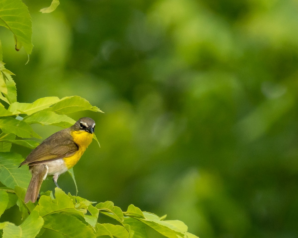 Yellow-breasted Chat - ML349186021