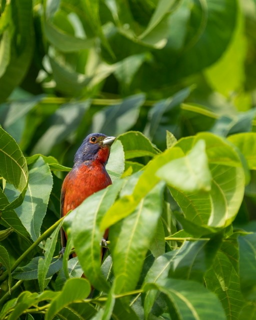 Painted Bunting - ML349187471