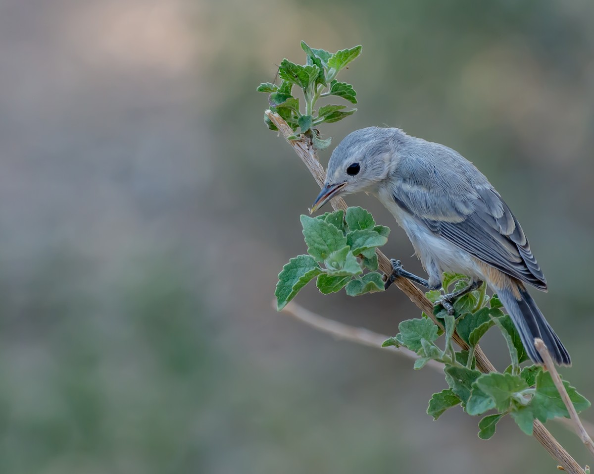 Lucy's Warbler - ML349197021