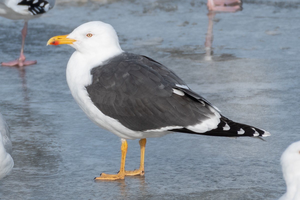 Lesser Black-backed Gull - David Turgeon
