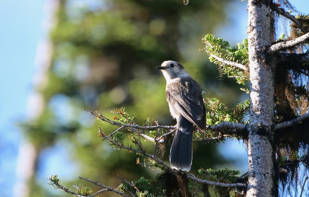 eBird Checklist - 19 Jun 2021 - Chief Joseph Pass Ski Trails (MT) - 5 ...