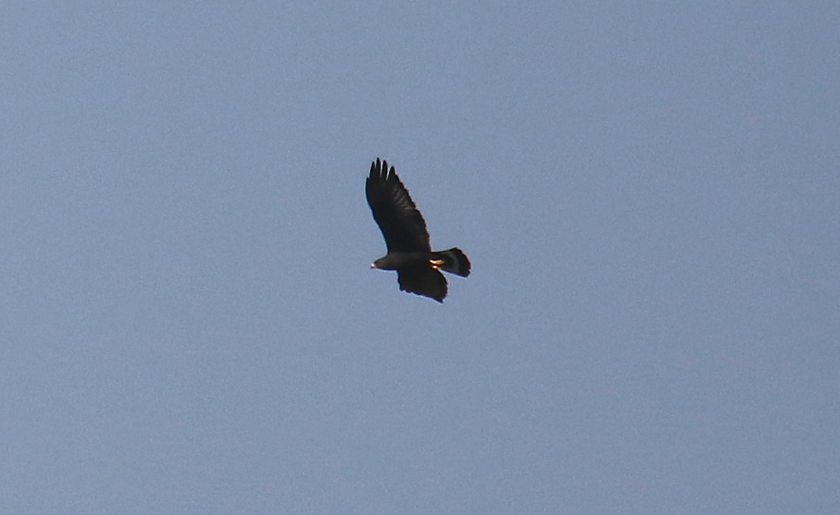 Zone-tailed Hawk - ML349211681