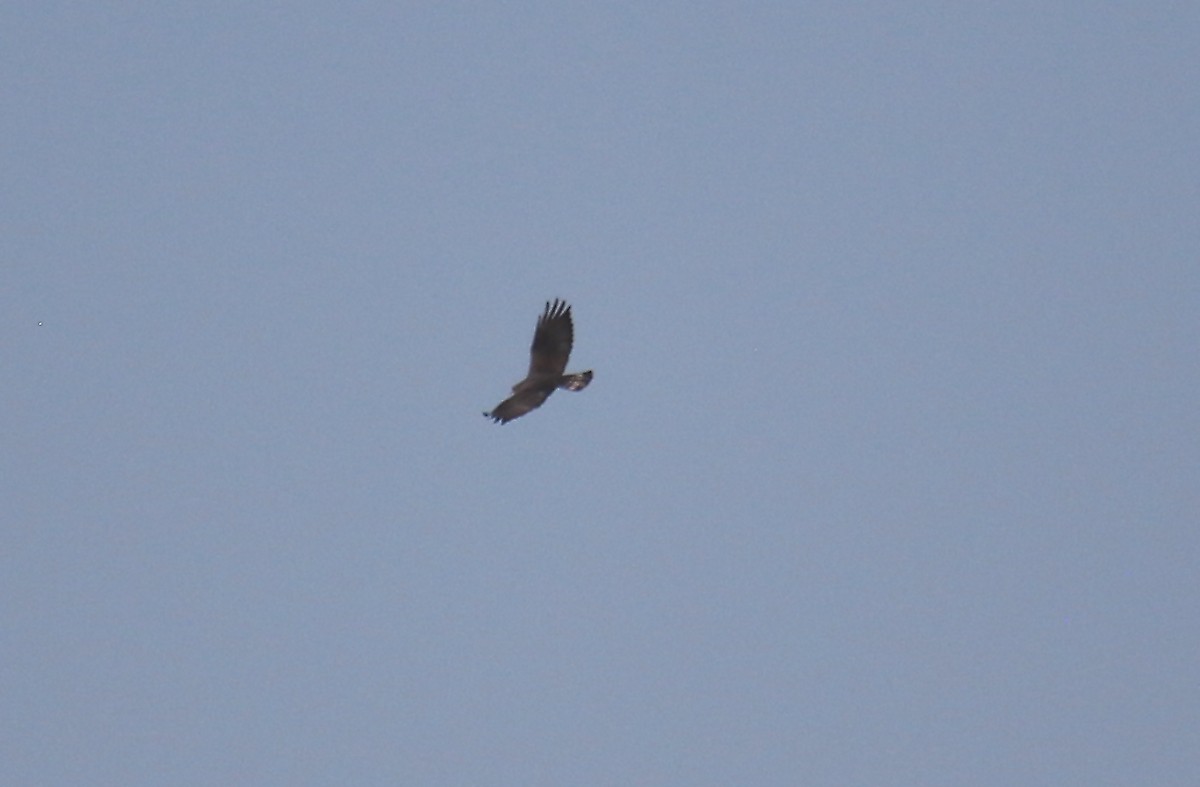 Zone-tailed Hawk - ML349211691