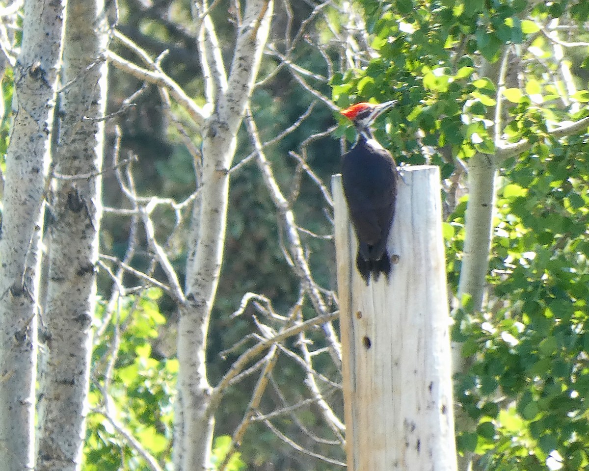 Pileated Woodpecker - ML349212631