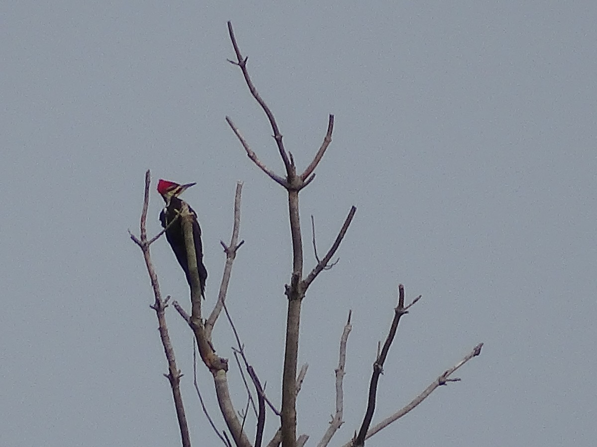 Pileated Woodpecker - ML349218931