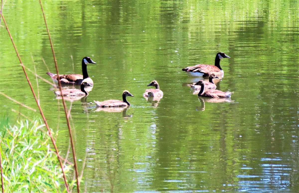 eBird Checklist - 20 Jun 2021 - Technoparc Mtl--Site général - 56 species